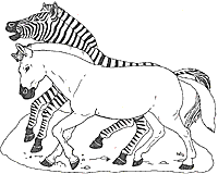 On Noah's Ark Zebra