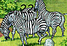 Burchell's Zebra