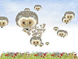 Star Field Hedgie