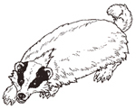 The Badger