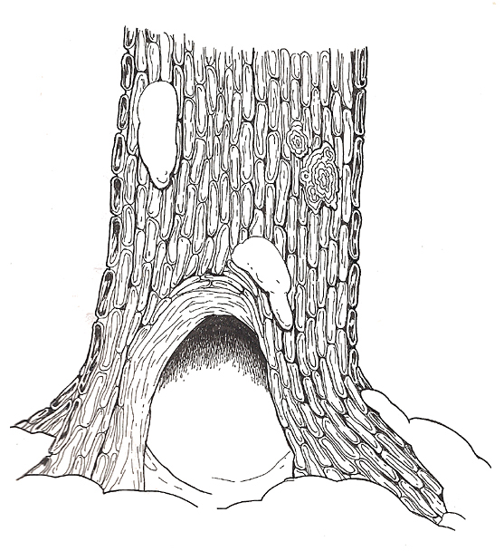 Hollow Tree reversed