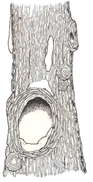 Hollow Tree middle