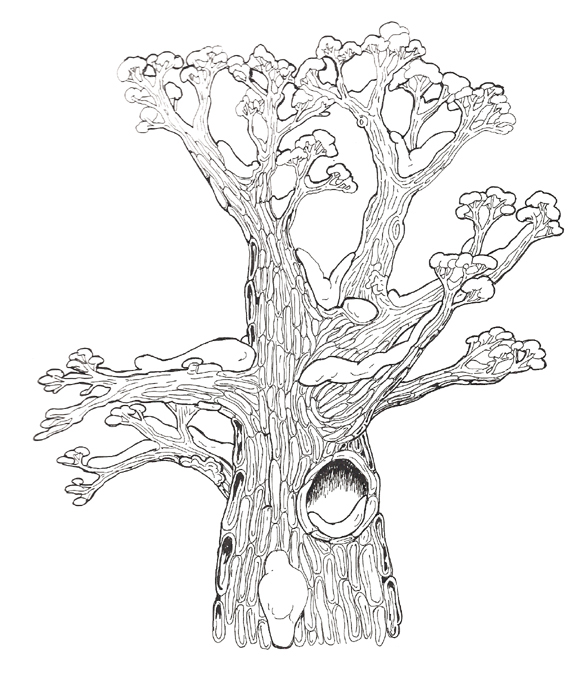 Hollow Tree top