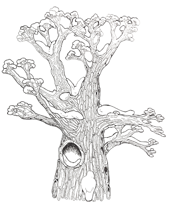 Hollow Tree top reversed