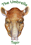 The Tapir