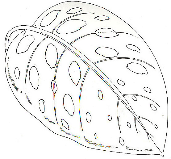 Umbrella Coloring Big Spotted Leaf Reversed