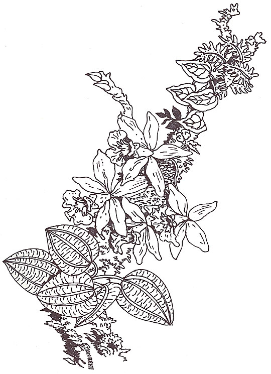 Umbrella Coloring Orchid Branch Segment