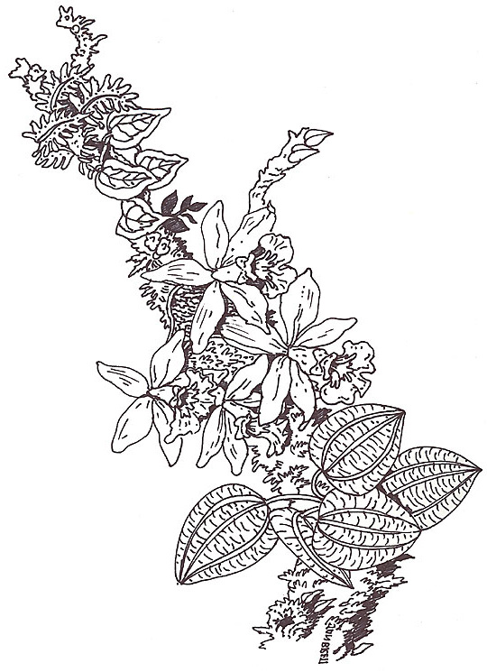 Umbrella Coloring Mural Orchid Branch Segment Reverse